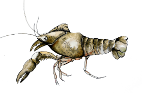 White-clawed crayfish, Austropotamobius pallipes